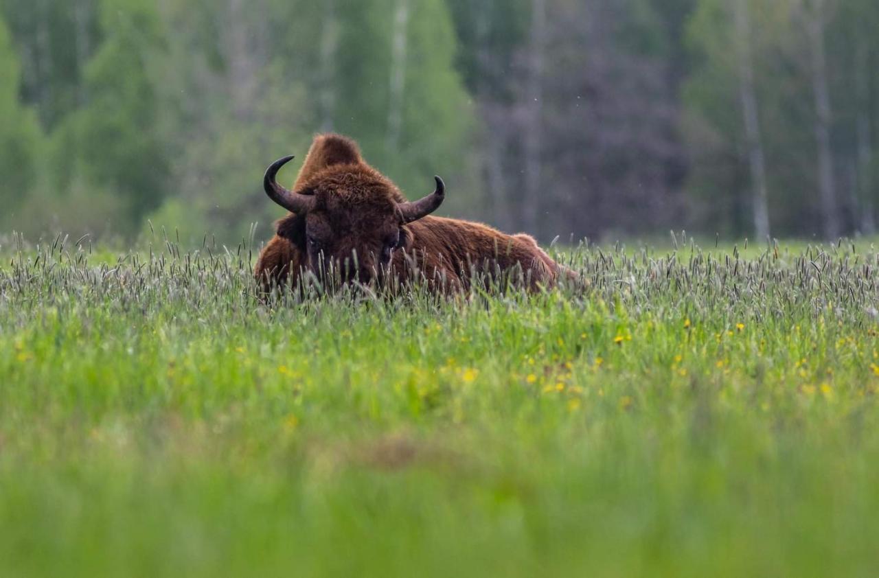 Zubrowe Siolo - Dom Nad Lakami Apartamento Białowieża Exterior foto