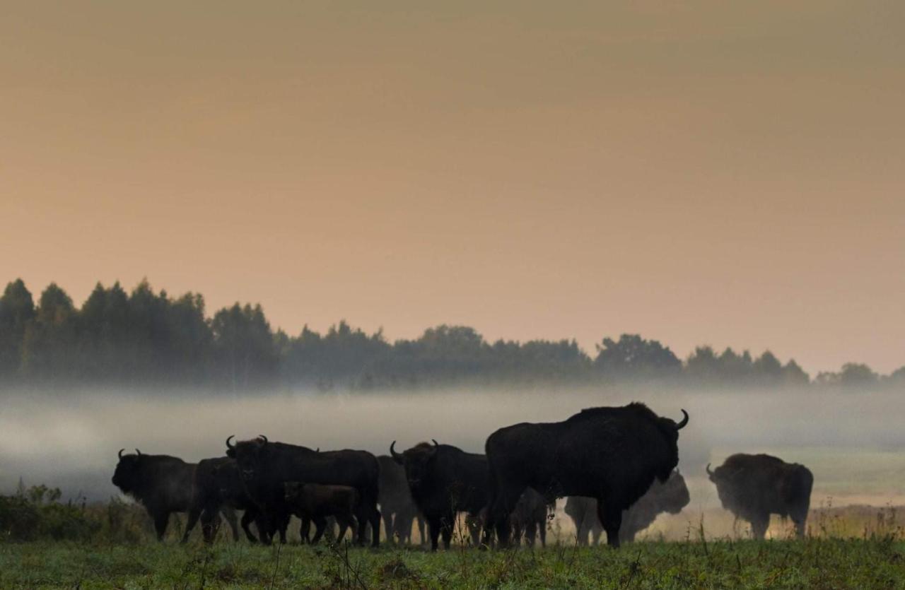 Zubrowe Siolo - Dom Nad Lakami Apartamento Białowieża Exterior foto