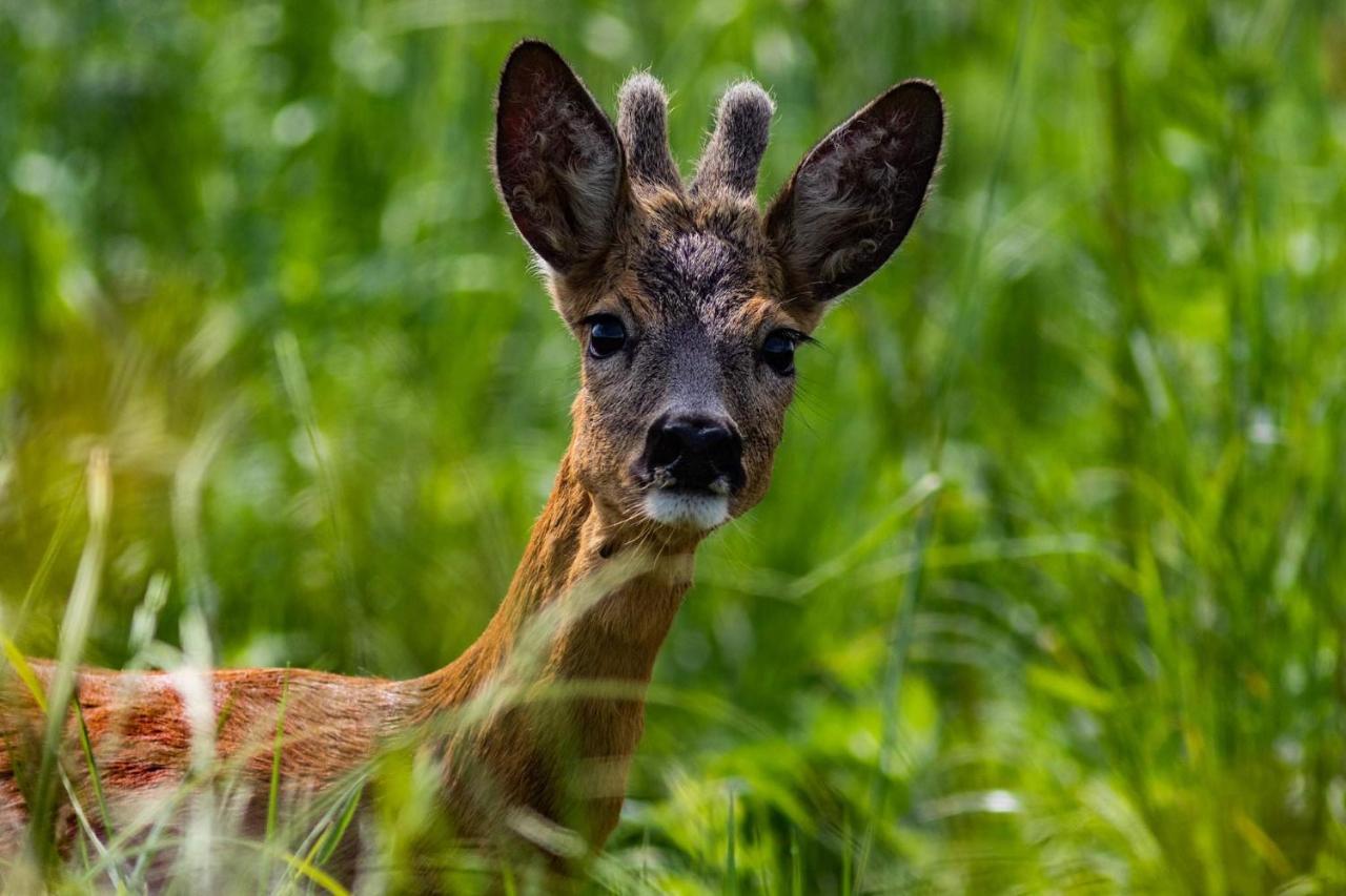 Zubrowe Siolo - Dom Nad Lakami Apartamento Białowieża Exterior foto